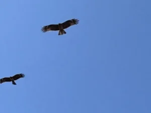 とんびとたたかう