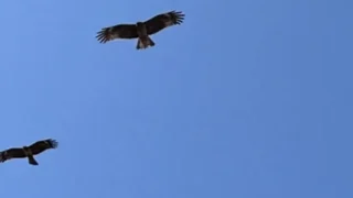 とんびとたたかう